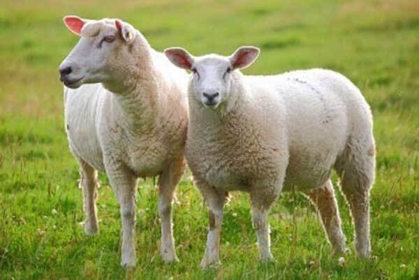 Các giống cừu nuôi ở Việt Nam